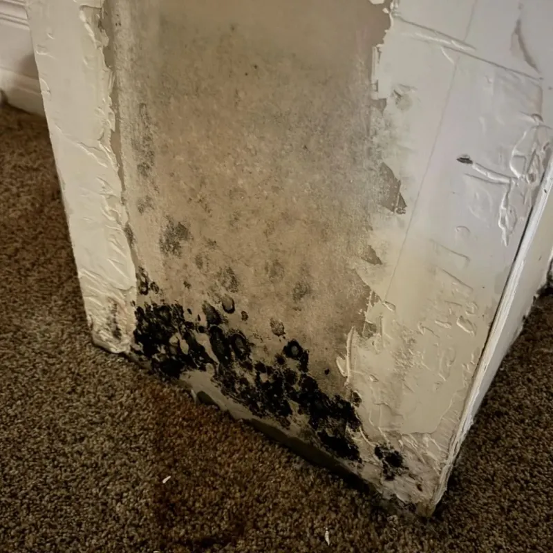 Professional Mold Removal in Salisbury, MO